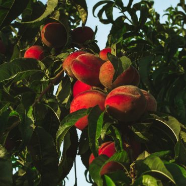 AI tool could use photographs to predict harvests