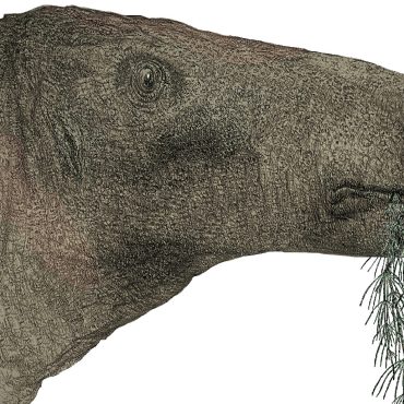 Most complete dinosaur in a century unearthed in the Isle of Wight