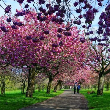 People urged to enjoy blossom spectacle as warm weather kick starts spring