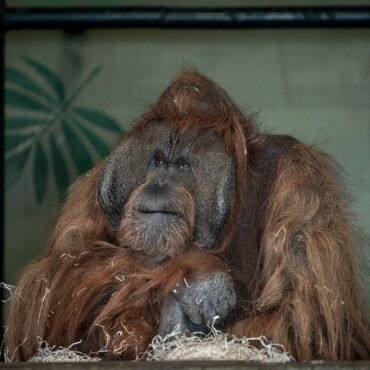 Conservationists Call For Urgent Phaseout Of Keeping Great Apes In Zoos