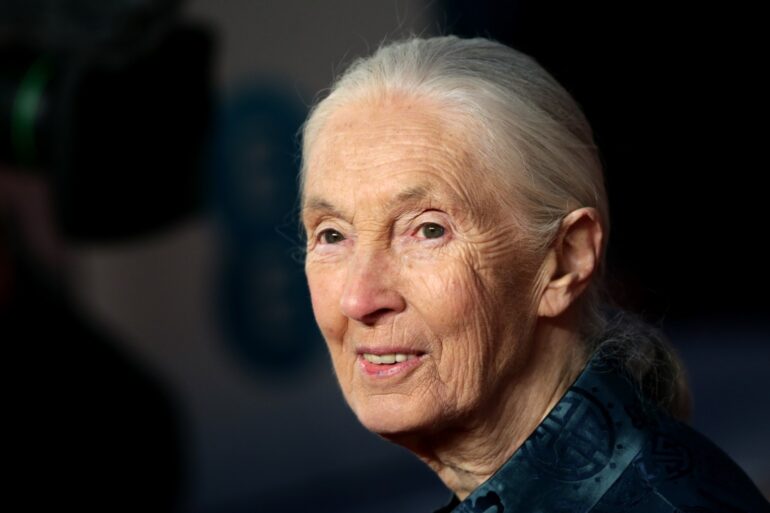 Conservationist And Chimpanzee Expert Dame Jane Goodall Dies Aged 91