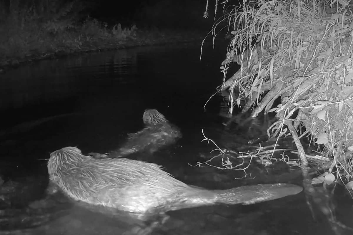 Beavers Form Blossoming Bond After Being Released Into The Wild On Exmoor