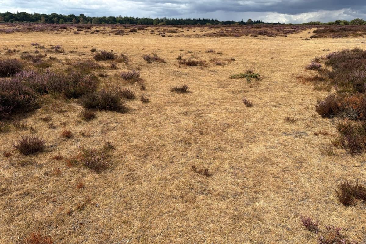 Parts Of England In Severe Drought As Water Supplies Under Immense Pressure