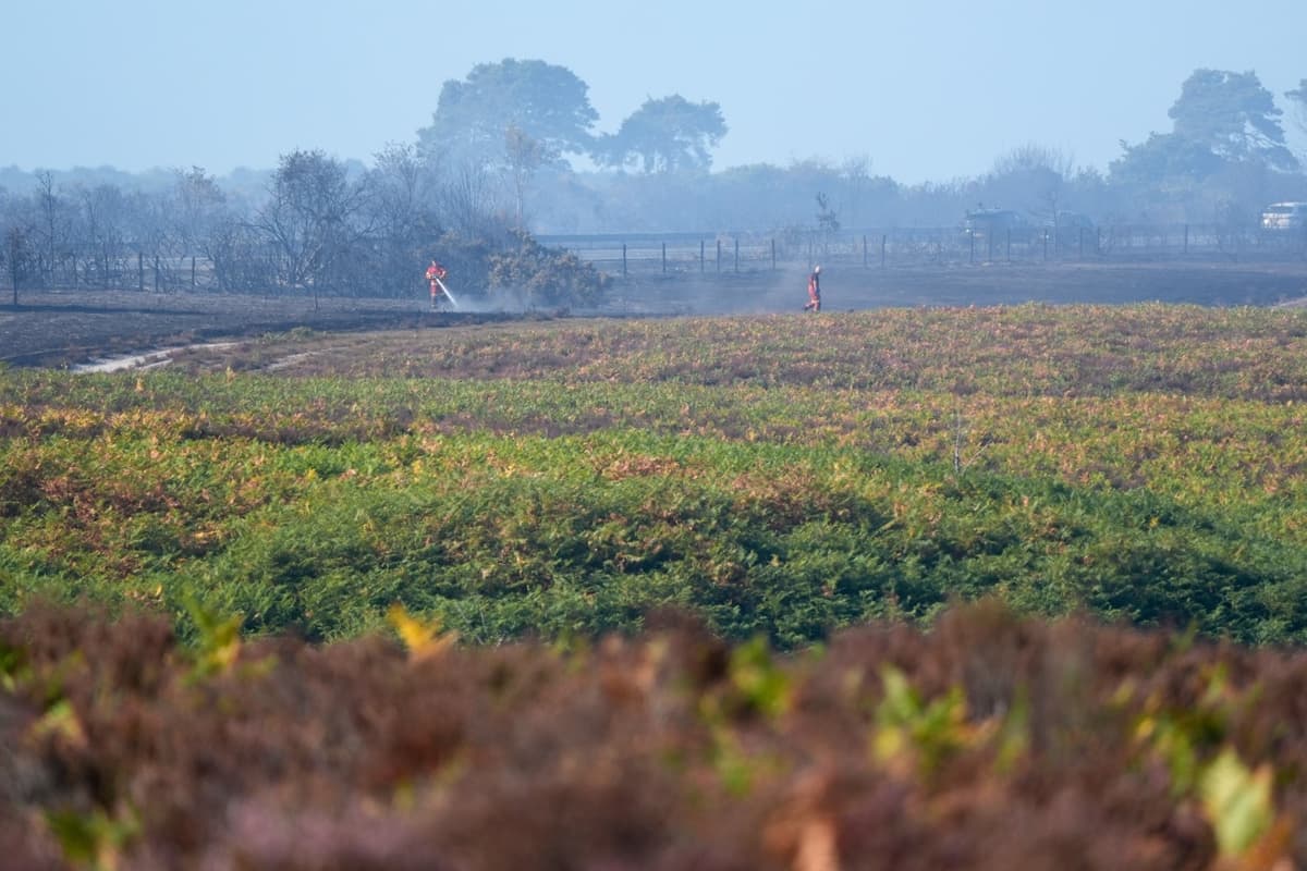 Firefighters Work Tirelessly To Contain New Forest Fire