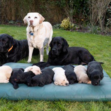 Guide Dogs celebrates queen great grandmother on Mothers Day