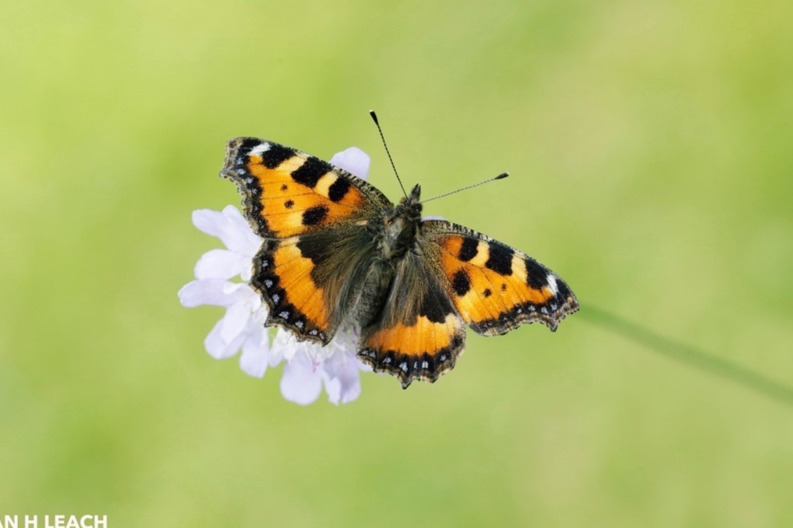 Half of the UKs butterflies in decline