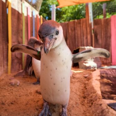 Penguin Chicks Cool Off During Heatwave With Dip In Zoos Pool