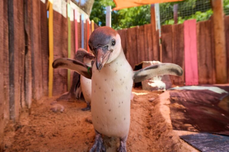 Penguin Chicks Cool Off During Heatwave With Dip In Zoos Pool