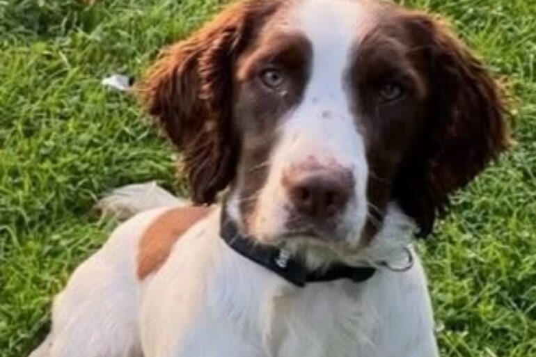 Police Dog Behind 250000 Criminal Cash Haul Dies After Collision