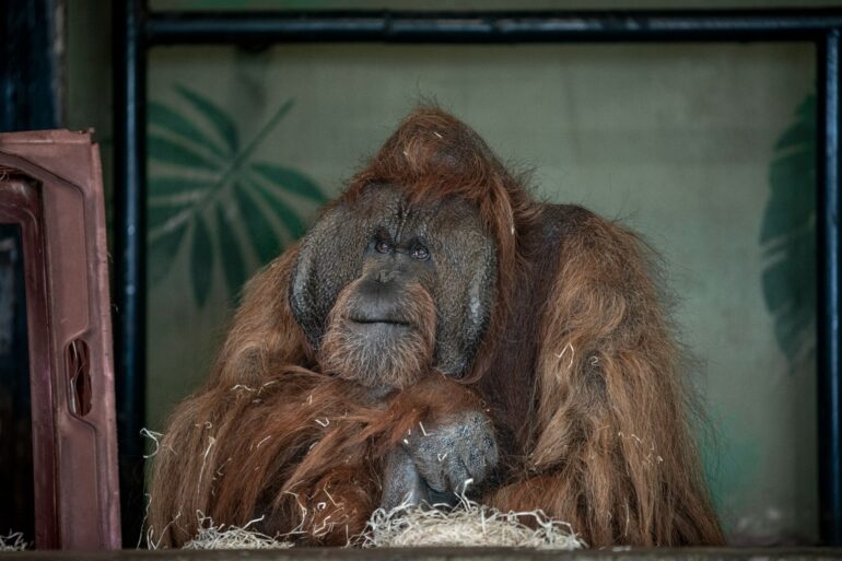 Conservationists Call For Urgent Phaseout Of Keeping Great Apes In Zoos