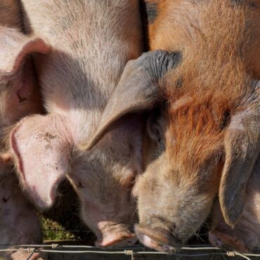 Report Reveals True Scale Of Environmental Impact Of Pig And Poultry Farming