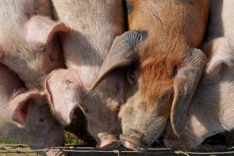 Report Reveals True Scale Of Environmental Impact Of Pig And Poultry Farming