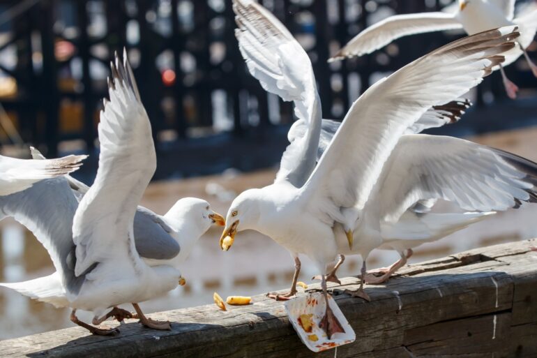 100000 To Control Seagulls Ahead Of Summit
