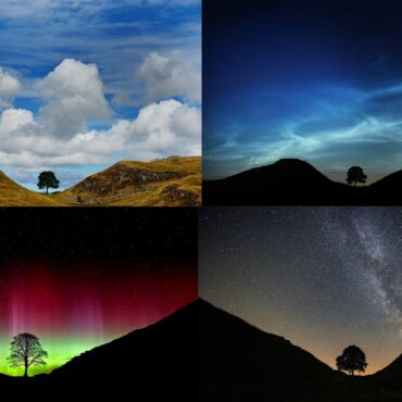 Artists Invited To Breathe Life Into Sycamore Gap Tree