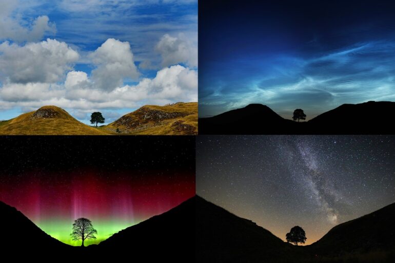 Artists Invited To Breathe Life Into Sycamore Gap Tree