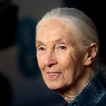 Conservationist And Chimpanzee Expert Dame Jane Goodall Dies Aged 91