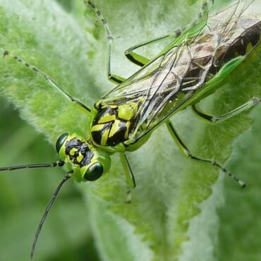 Remarkable Insect Discovery Could Benefit Modern Surgery Say Scientists