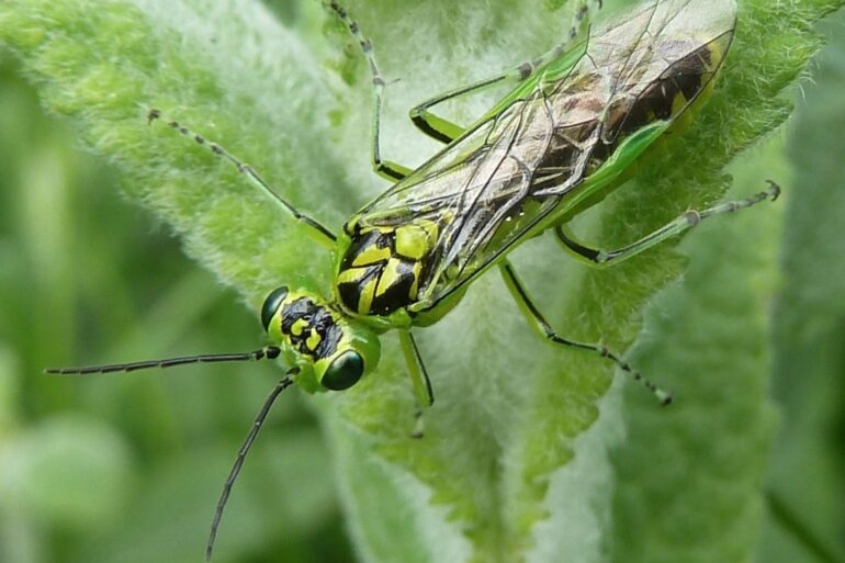 Remarkable Insect Discovery Could Benefit Modern Surgery Say Scientists