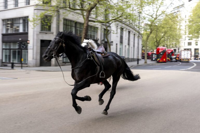 Military Horse That Bolted Through Central London Retires