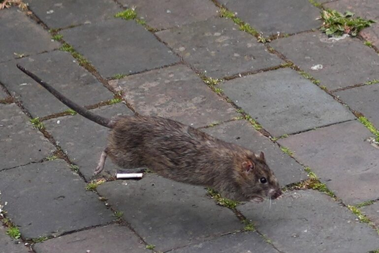 Claims For Rodent Related Vehicle Damage On The Rise Says Insurer