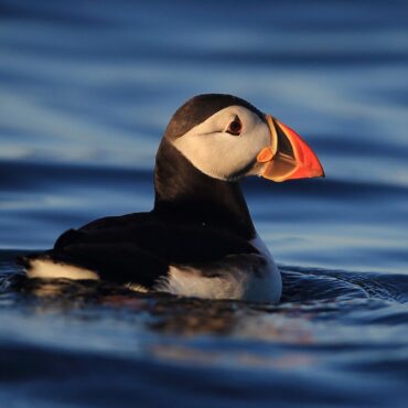 Puffins Make A Comeback On Isle Of Muck After 25 Years
