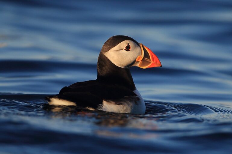 Puffins Make A Comeback On Isle Of Muck After 25 Years