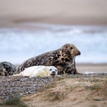 Solar Powered Webcam Set Up To Livestream Englands Largest Grey Seal Colony