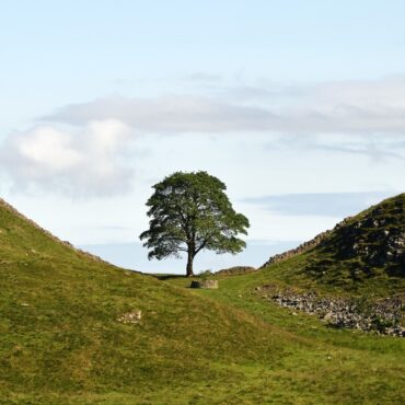 First Hopeful Saplings From Felled Sycamore Gap Tree Set To Be Planted