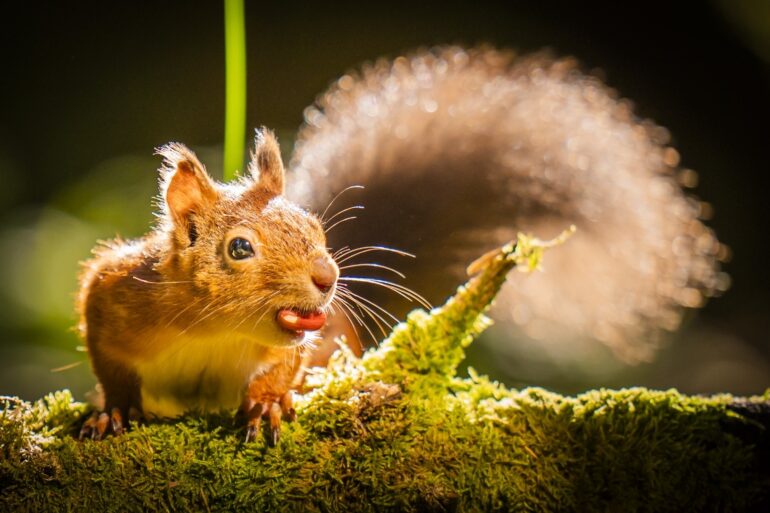 Red Squirrel Range Increases 25 In Highlands Following Reintroduction Project