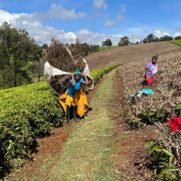 UK Backed Project Turning Kenya Tea Waste Into Clean Energy And Fertiliser