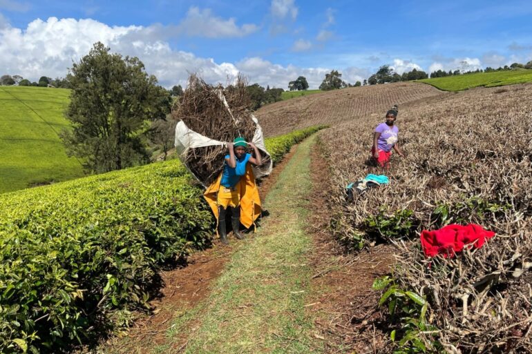 UK Backed Project Turning Kenya Tea Waste Into Clean Energy And Fertiliser